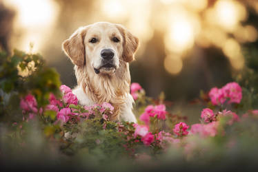 Portrait in Sunrise