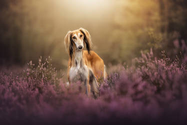 Beauty in Heather