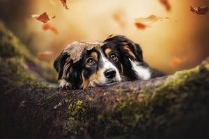 Autumn Portrait