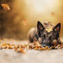 Hello Autumn!