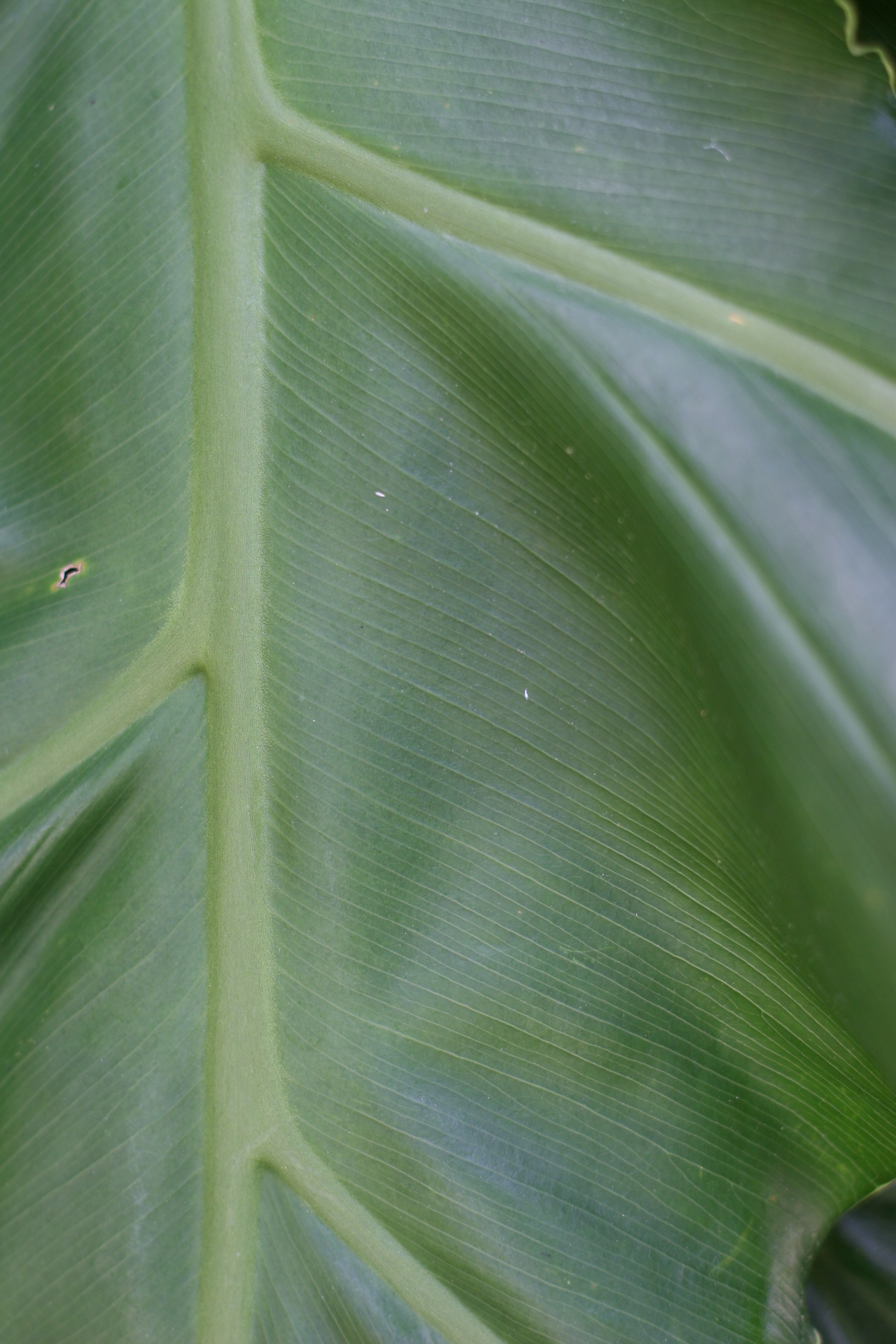 Leaf texture