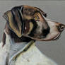 Dog portrait-Oil Pastel