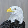 Bald eagle-oil on canvas