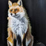 Red fox on snow-Oil on Gessobord