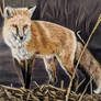 Red fox in grass land-oil on canvas