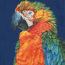 Macaw-oil on canvas