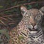 Oil painting - leopard