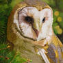 Oil painting - Barn owl
