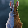 ODNR: Snowshoe Hare