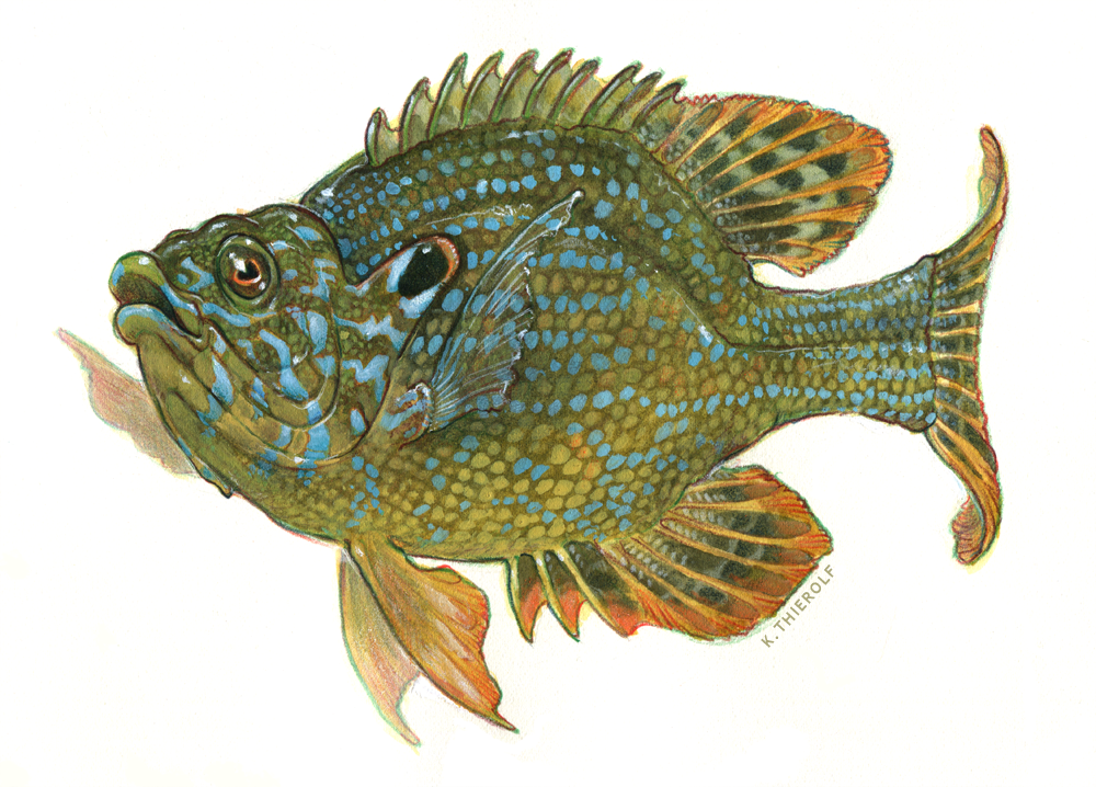 Lepomis/Sunfish