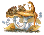 Newt Moot 5: Frog and Toad