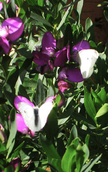 Two white butterflies..