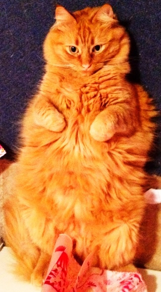 My Own Garfield...