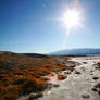 Salt Flat - Death Valley, CA