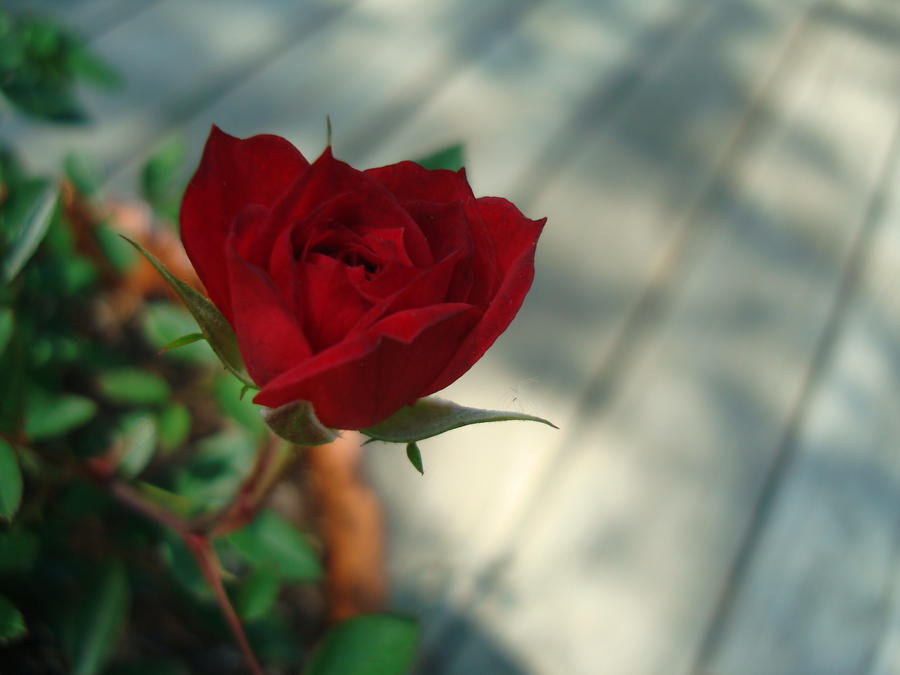 Baby Red Roses Baby Red Rose by liveinhislight223 on DeviantArt