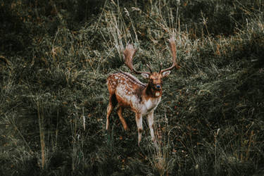 Follow me, fallow deer by YvaineGlare