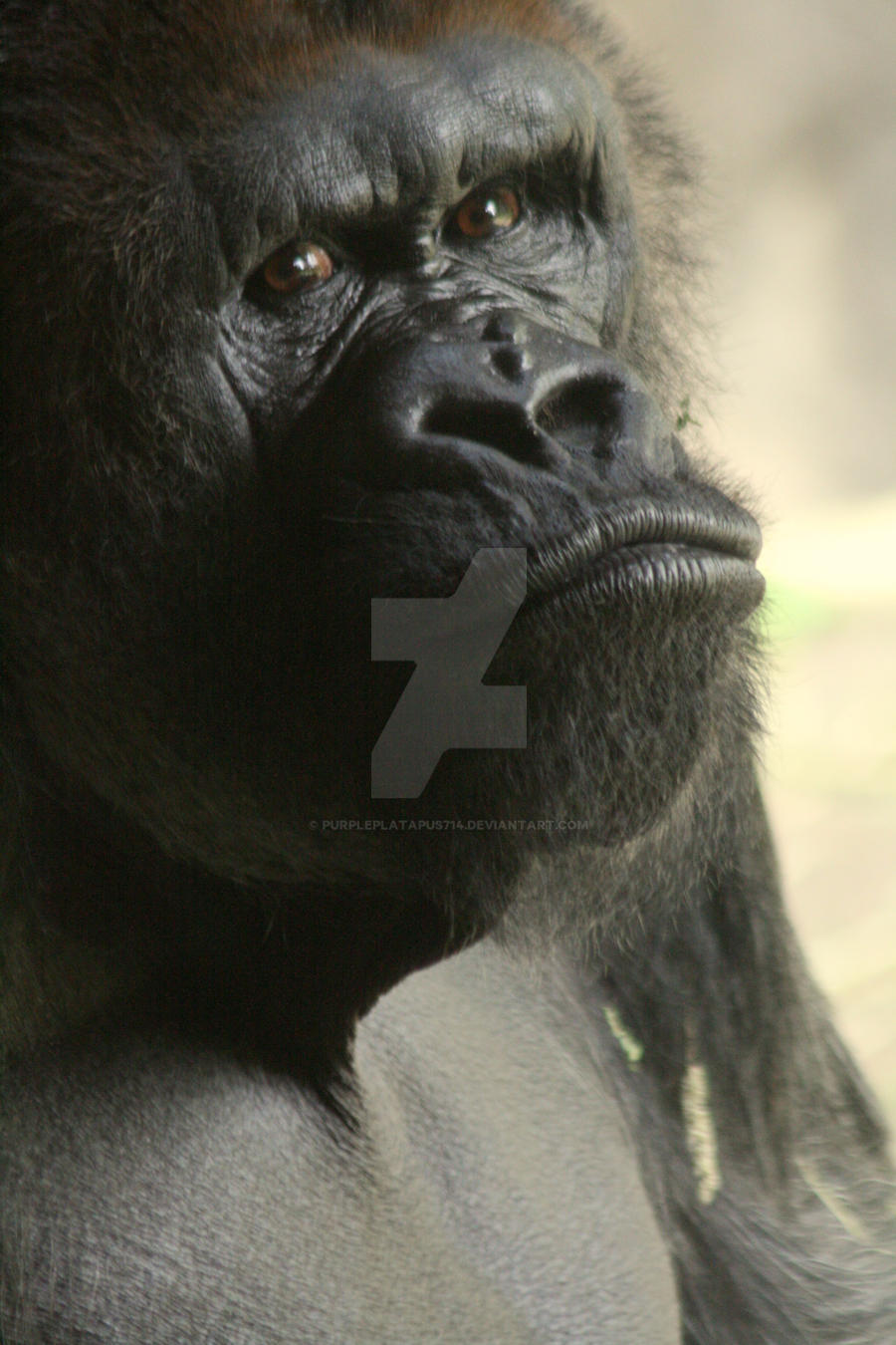 Gorilla