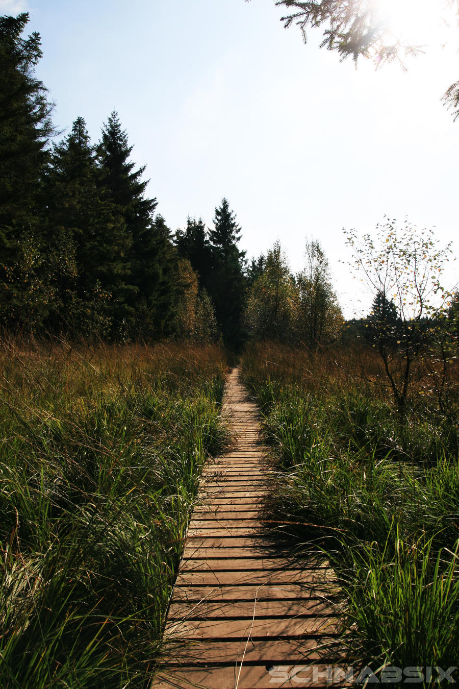 High Fens: Path into the forest