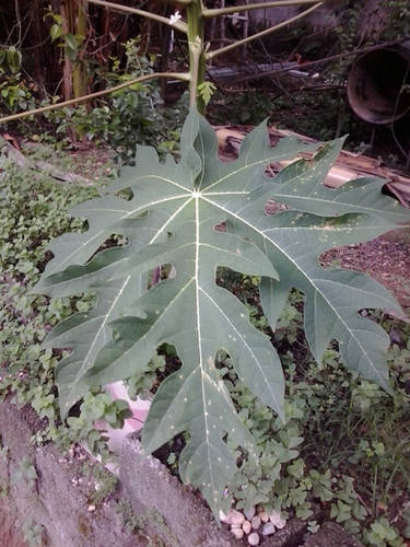 Papaya Leaf