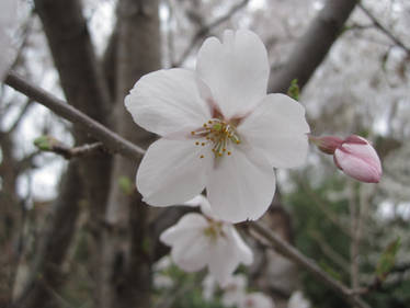 Cherry Blossom