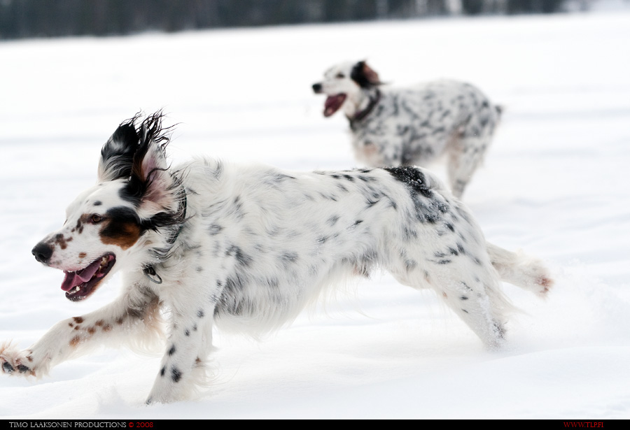 English Setter II