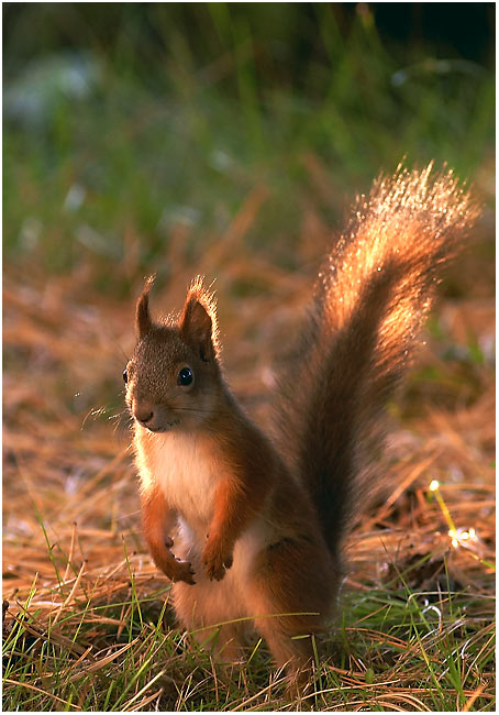 Squirrel