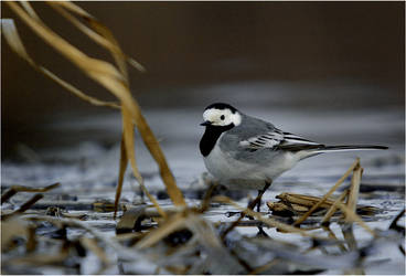 Wagtail 3