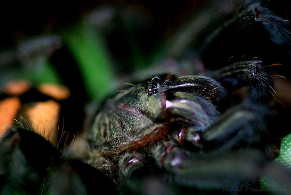 psalmopoeus irminia L7