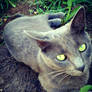 Kinzie Kat