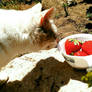 Curious Kitty