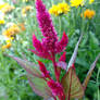 Pink Red Cockscomb