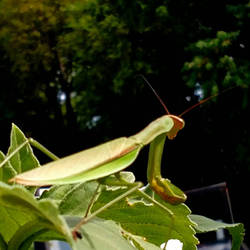 Giant Asian Mantis