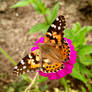 Painted Lady Butterfly 3