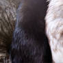 Furry Photograph