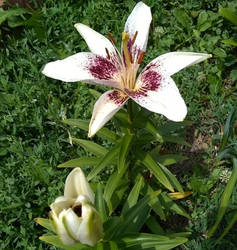Asiatic Dot Com Lily