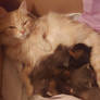 Mama Rose and Her Kittens