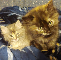 Curious Kittens