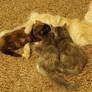 Final Feeding Time