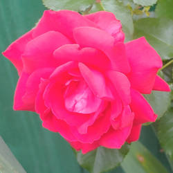 Dark Pink Rose 2/2