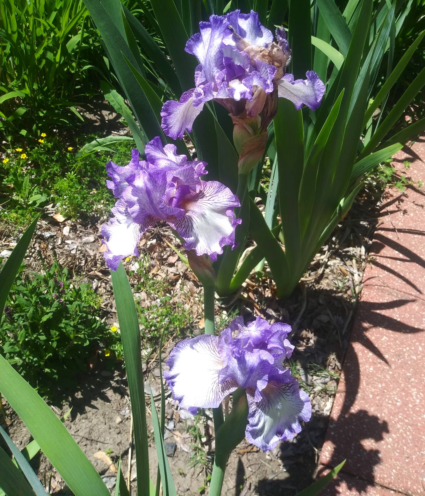 Purple and White Bearded Iris 1/2