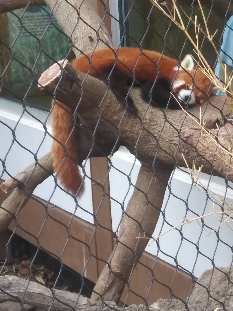 Sleepy Red Panda