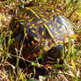 Shy Box Turtle