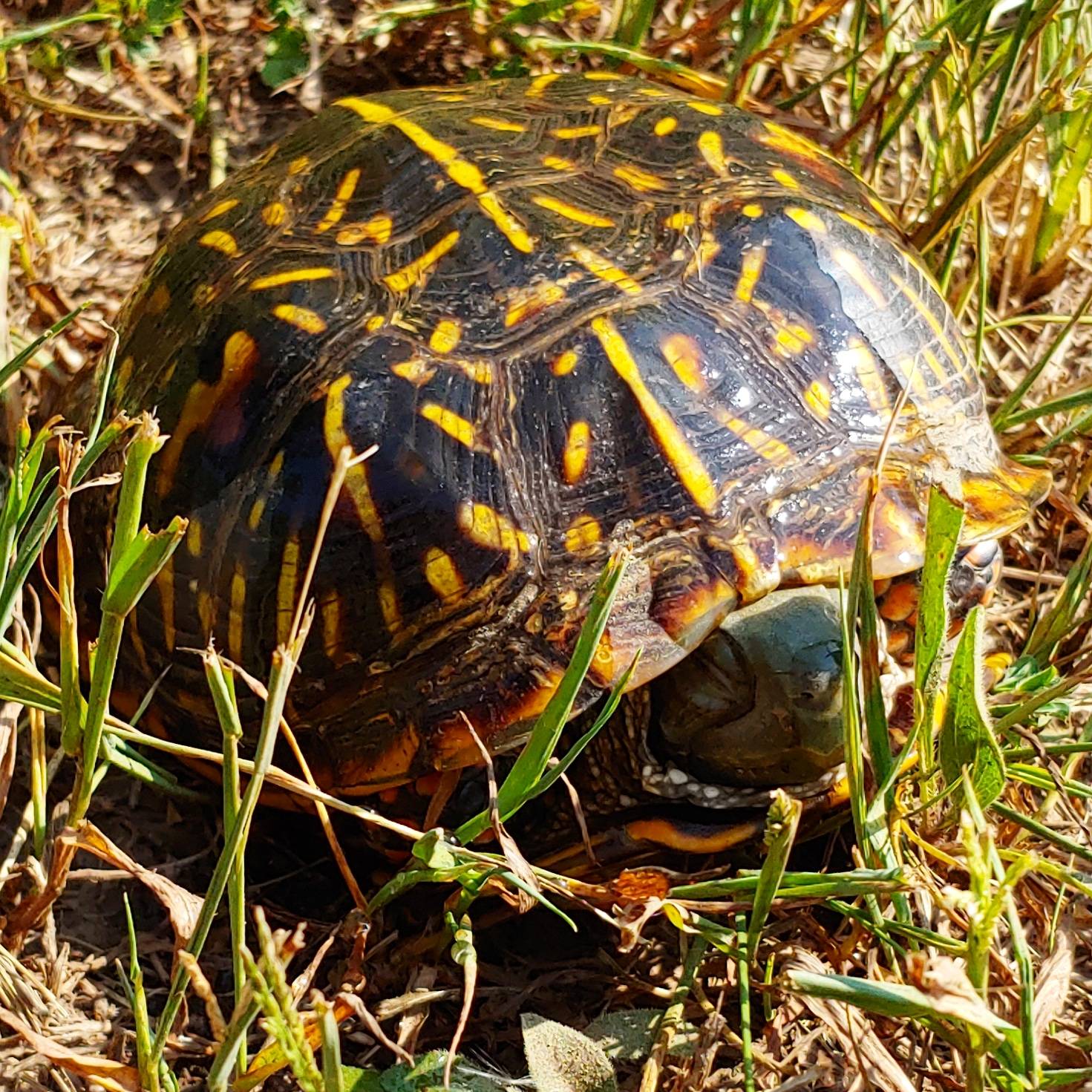 Shy Box Turtle