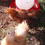 Chicken Friends 3/5