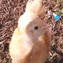 Chicken Friends 4/5