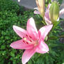 Pink Ornamental Lily 1/2