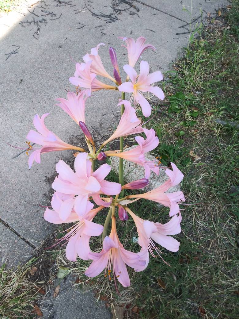 Pink Sword Lilies