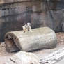 Meerkat On A Log