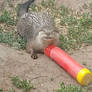 Smiling Otter