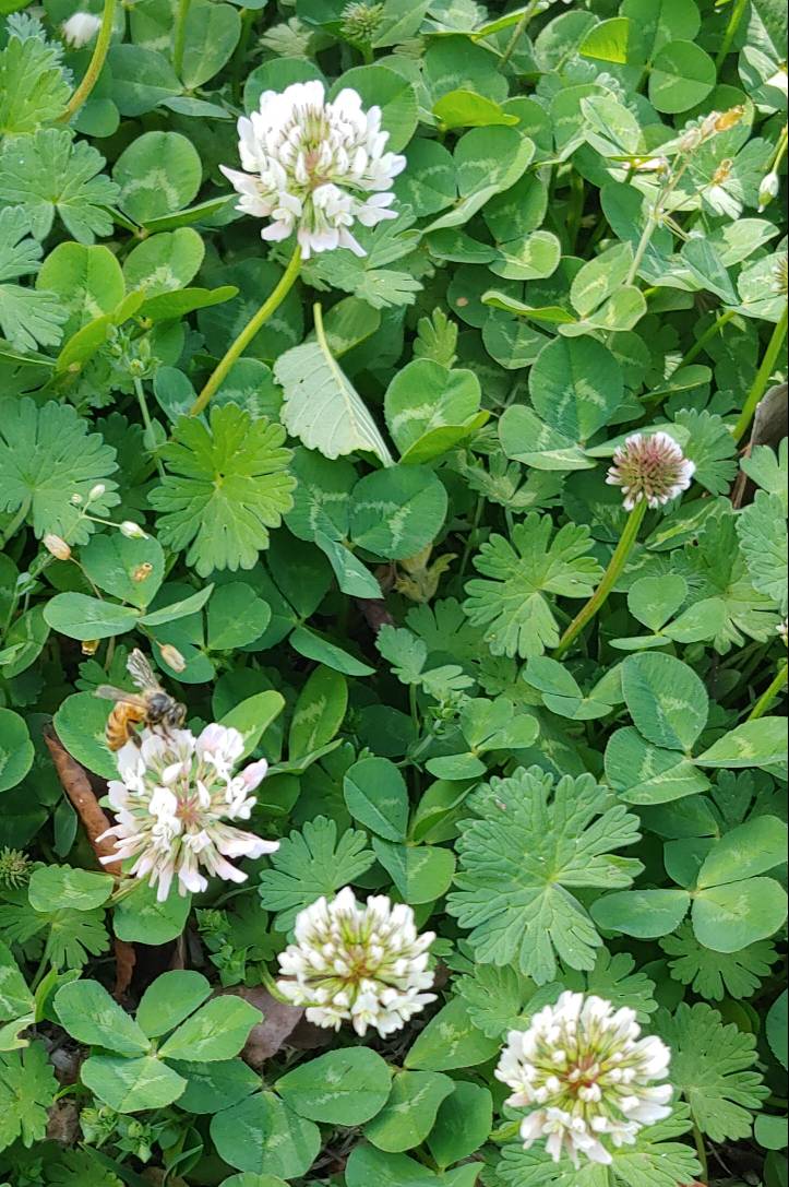 Bumble Bee Friend In Clover 1/2
